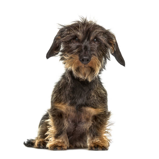 istock Dachshund sitting, isolated on white 859715386