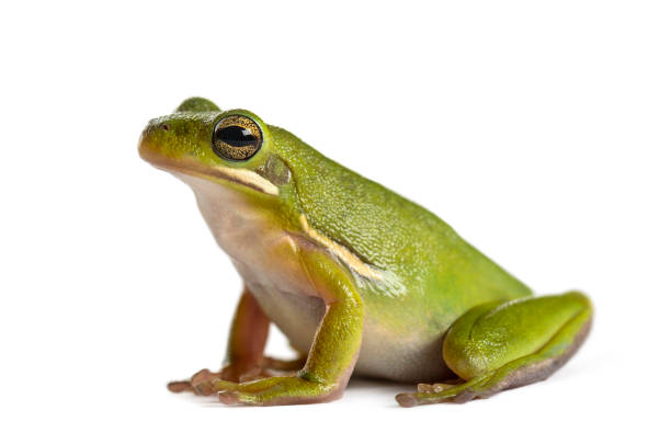 grüner frosch, isoliert auf weiss - frosch stock-fotos und bilder