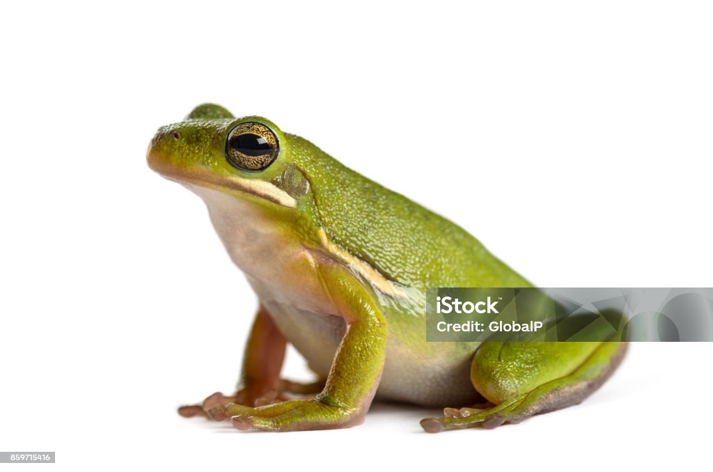 Grenouille verte, isolé sur blanc - Photo de Grenouille libre de droits