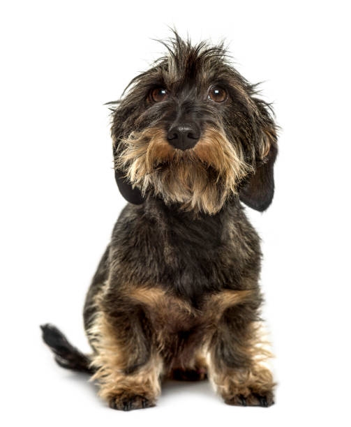 istock Dachshund sitting, isolated on white 859715418