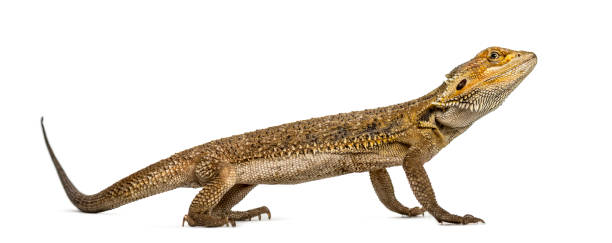 istock Side view of a bearded dragon, isolated on white 859715428