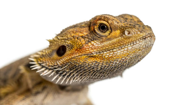 istock Close-up of a bearded dragon, isolated on white 859715582