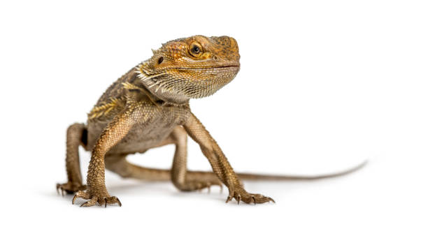 istock Bearded dragon standing, isolated on white 859715662