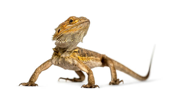 istock Bearded dragon standing, isolated on white 859715668