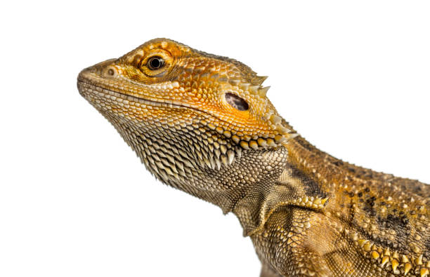 istock Side close-up of a bearded dragon, isolated on white 859715768