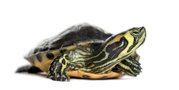 istock Pond slider turtle, isolated on white 859715860