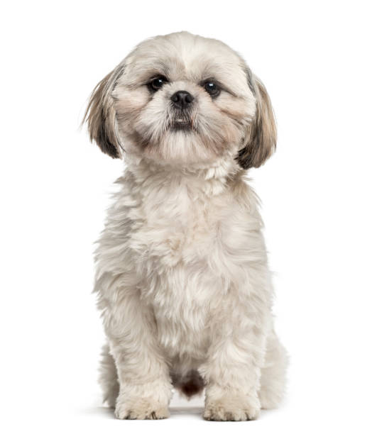 istock Shih tzu sitting, isolated on white 859716088