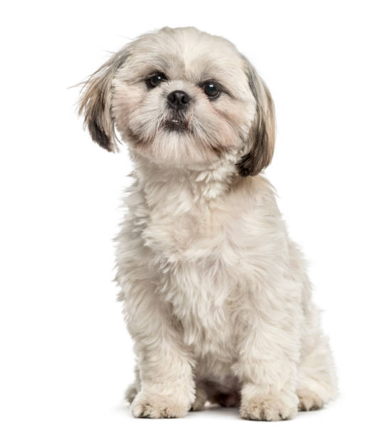 istock Shih tzu sitting, isolated on white 859716094