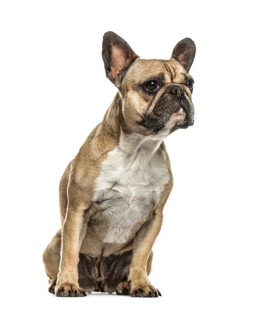 istock French bulldog sitting looking away, isolated on white 859716104