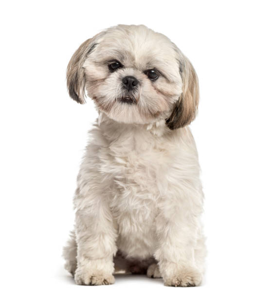 istock Shih tzu sitting, isolated on white 859716118