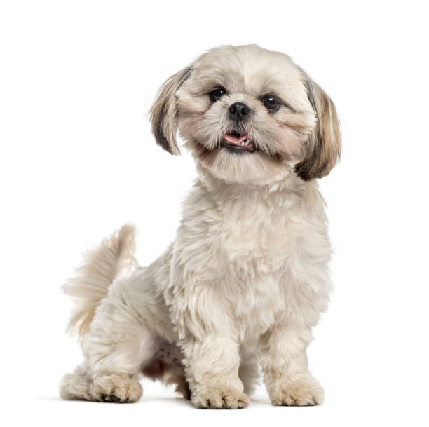 istock Shih tzu sitting and wagging tail, isolated on white 859716122