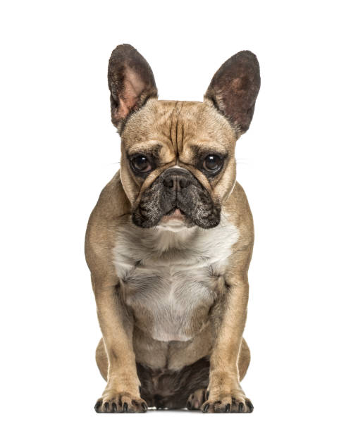 istock French bulldog looking at the camera, isolated on white 859716124