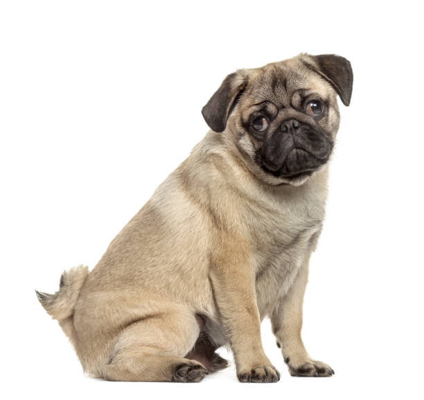 istock Side view of a pug sitting, isolated on white 859716126