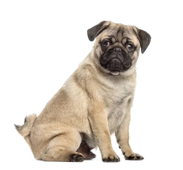 istock Side view of a pug sitting, isolated on white 859716298