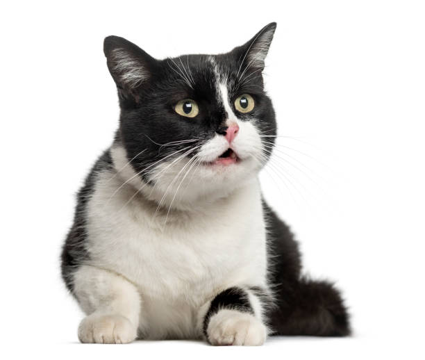 istock European cat lying, isolated on white 859716300