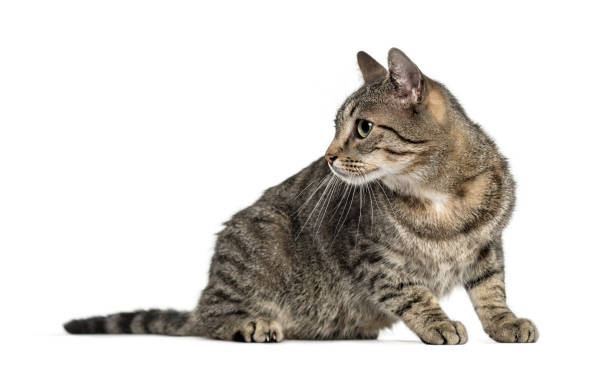 istock Attentive european cat, isolated on white 859716460