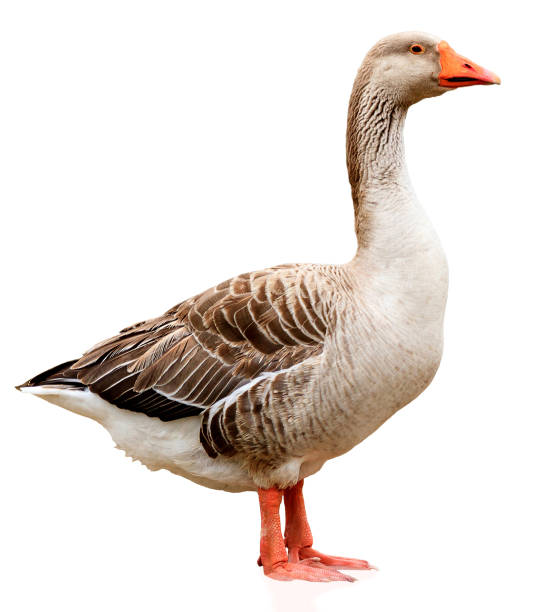 closeup shot of big grey adult goose - webbed foot imagens e fotografias de stock