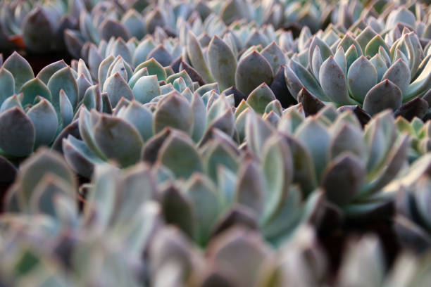 Meat plants and cactus and flowering