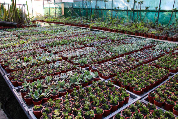 istock Meat plants and cactus and flowering 859720698