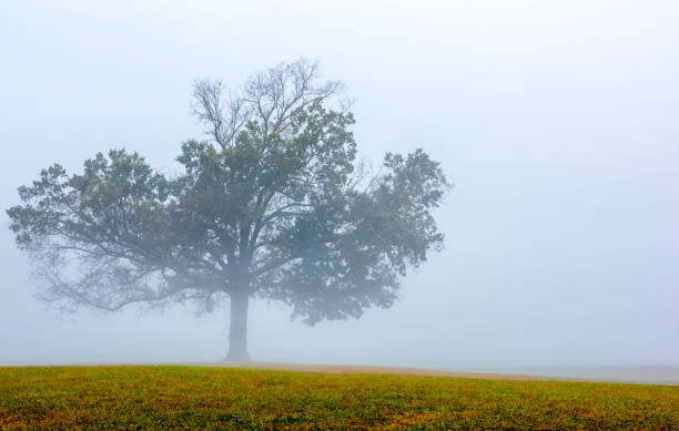 Fall Landscape A minimalist photo of beautiful old tree surrounded by fog gladstone new jersey stock pictures, royalty-free photos & images