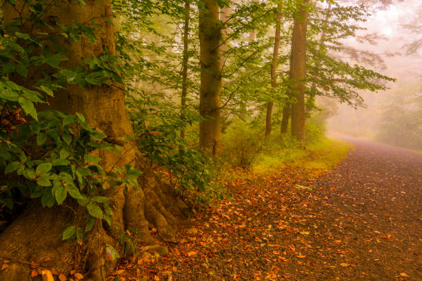 Fall Landscape Romantic foggy morning in the forest in autumn gladstone new jersey stock pictures, royalty-free photos & images