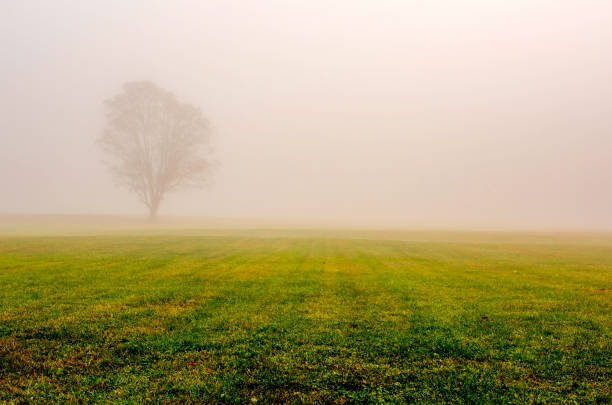Fall Landscape A minimalist photo of a tree surrounded by fog. gladstone new jersey stock pictures, royalty-free photos & images