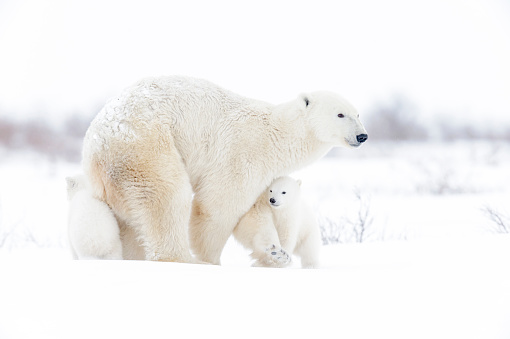 Polar bear (Ursus maritimus photo