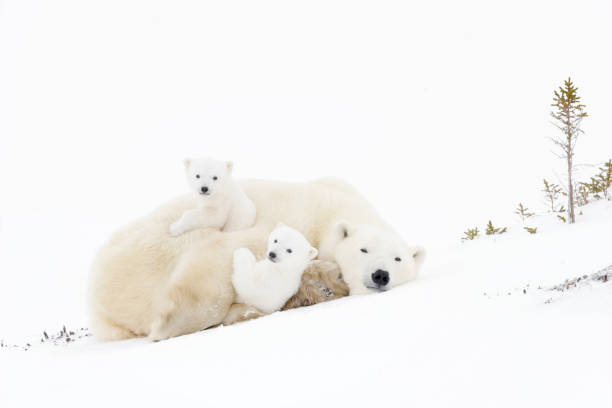 Polar bear (Ursus maritimus) Polar bear mother (Ursus maritimus) playing with two new born cubs, Wapusk National Park, Manitoba, Canada cute baby animals in wild stock pictures, royalty-free photos & images