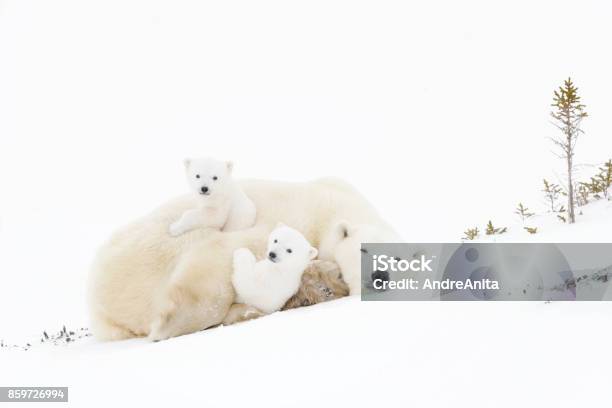 Polar Bear Stock Photo - Download Image Now - Polar Bear, Cub, Bear