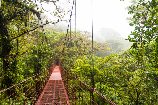 Suspension bridge in Monteverde Cloud forest , Costa Rica stock photo
