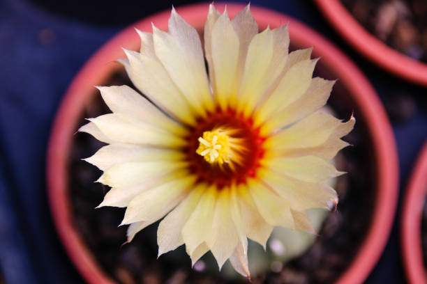 istock Meat plants and cactus and flowering 859727170