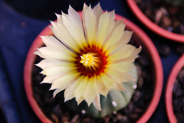 istock Meat plants and cactus and flowering 859727224