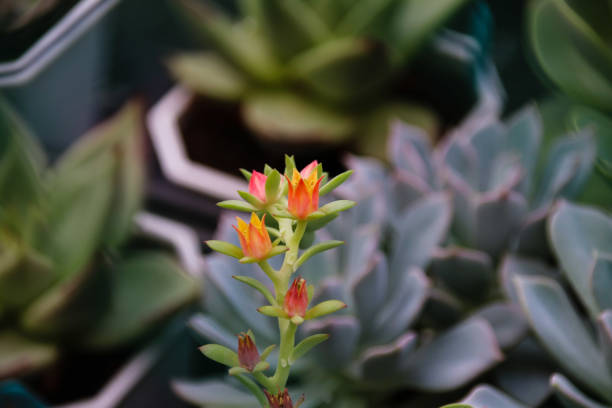 istock Meat plants and cactus and flowering 859727380