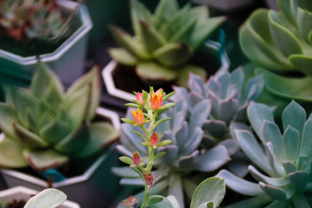 istock Meat plants and cactus and flowering 859727416