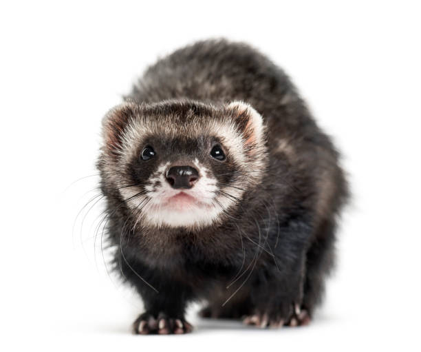 istock Front view of a ferret, isolated on white 859731688