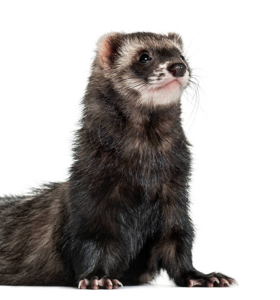 istock ferret standing on his front paws, isolated on white 859731692