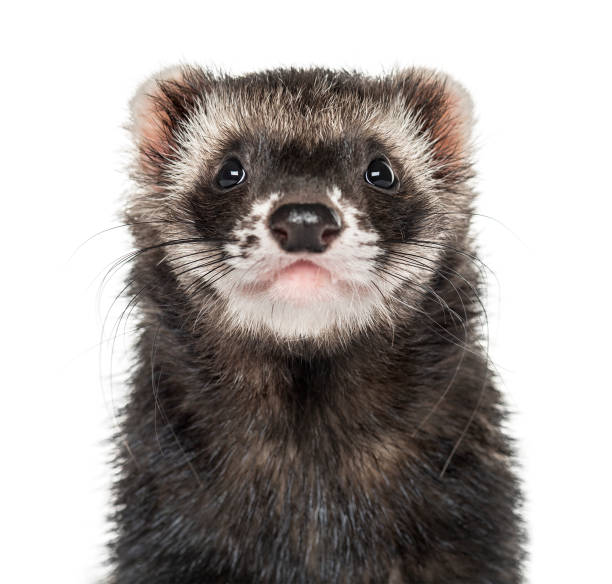 istock Close-up of a ferret, isolated on white 859731838
