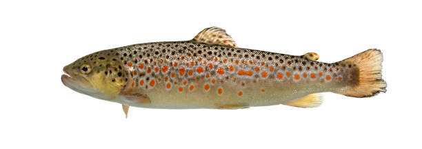 istock Brown trout swimming, isolated on white 859732034