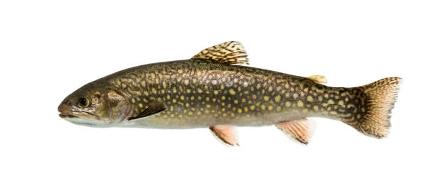 istock Brook trout swimming, isolated on white 859732278