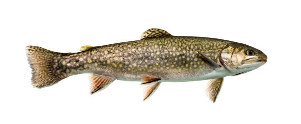 istock Brook trout swimming, isolated on white 859732432