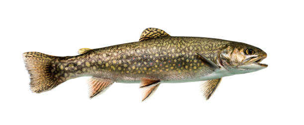 istock Brook trout swimming, isolated on white 859732438