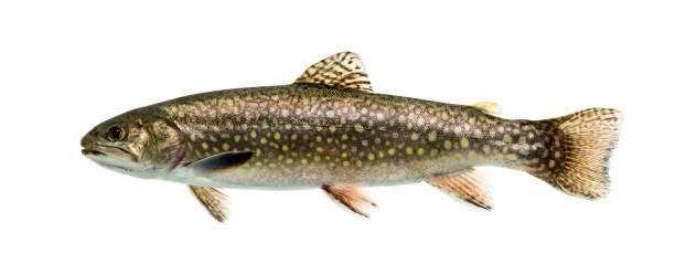istock Brook trout swimming, isolated on white 859732522