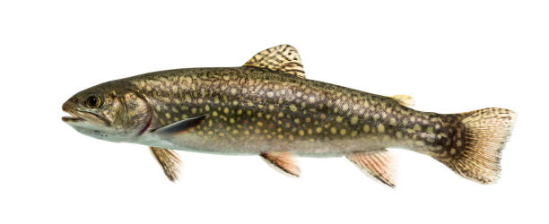 istock Brook trout swimming, isolated on white 859734112