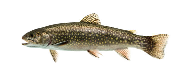 istock Brook trout swimming, isolated on white 859734754