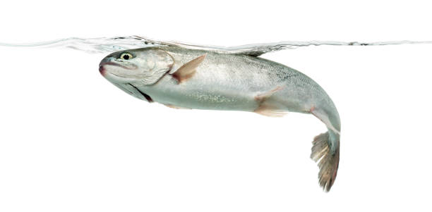 istock Blue rainbow trout swimming under water line, isolated on white 859734772