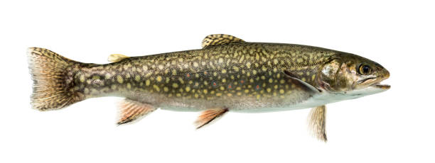 istock Brook trout swimming, isolated on white 859734870