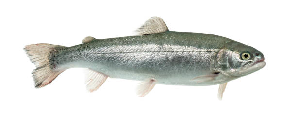 istock Blue rainbow trout swimming, isolated on white 859734882