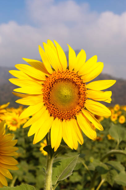 istock Sunflower field with mountains background under blue sky 859734908