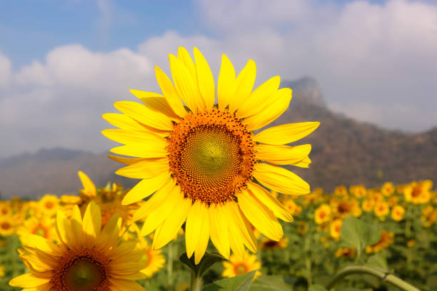 istock Sunflower field with mountains background under blue sky 859734926