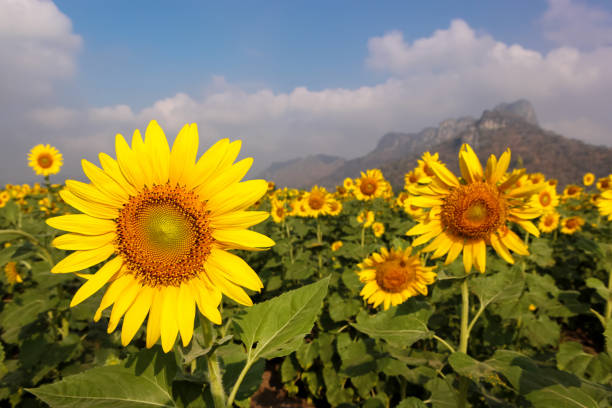 istock Sunflower field with mountains background under blue sky 859734966